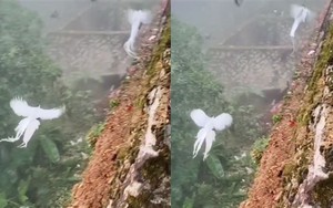 Thấy đàn 'phượng hoàng trắng' bay lượn giữa trời, chuyên gia nói: Đây là loài chim quý cần được bảo vệ