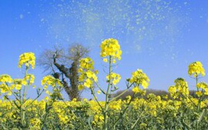 Bất ngờ: 'Biến' phấn hoa thành giấy, bọt biển và màng phim