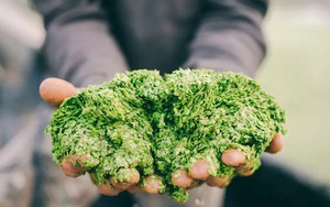 Loại rau mọc dại, nhiều protein gấp 6 lần đậu nành: Tiếc là người Việt chỉ dùng để nuôi lợn, gà