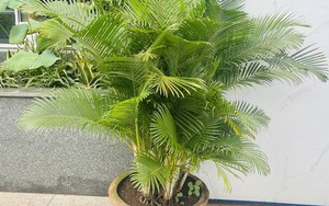 Ông bà xưa truyền: Trồng 3 loại cây này trước cổng, con cháu dễ gặp quý nhân phù trợ