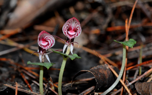 Râu hùm Himalaya: “Kho báu độc lạ” trên đỉnh Hoàng Liên Sơn khiến giới nghiên cứu kinh ngạc