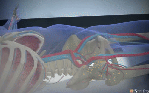 Bí mật bên trong lò hỏa táng