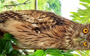 Ghi nhận 9 loài chim mới tại Khu Bảo tồn thiên nhiên Đakrông