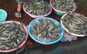 Chủ tiệm hải sản nói thẳng: “Chỉ người không biết mới mua 4 loại tôm này, cực hại sức khỏe, nhớ tránh xa"