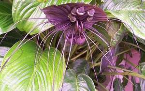 Cây dại ở Việt Nam, thương lái Trung Quốc “săn lùng” thấy là mua: Rễ có giá gần triệu đồng/kg