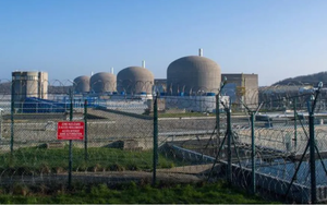 Sinh vật không não nhưng đủ sức khiến hai nhà máy điện hạt nhân lớn nhất nhì đất nước phải “tê liệt”