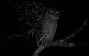 Loài vật quý hiếm từng xuất hiện trên tem bưu chính Việt Nam: Sải cánh có thể lên tới 1,4 m