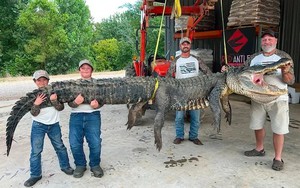 Trận chiến nghẹt thở với cá sấu nặng 300 kg, dài 4,27 mét kéo trôi thuyền