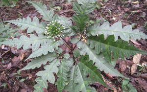 Việt Nam có một loại cây "quý hơn vàng, bổ như sâm": Rễ có giá tới 30 triệu đồng/kg