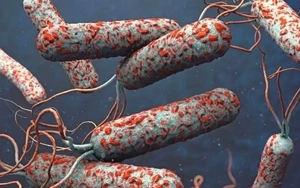 Dịch tả bùng phát tại nhiều quốc gia, Việt Nam siết chặt giám sát