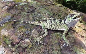 Các nhà khoa học Việt Nam phát hiện hai “kho báu sống” chưa từng được biết tới