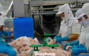 Mải mê xuất khẩu loài cá tỷ USD mà 'quên' thị trường nội địa?