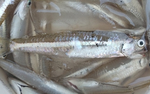 Loài cá bé như ngón út, xưa rẻ như cho nay thành đặc sản 400.000 đồng/kg: Canxi vượt mặt cá hồi!