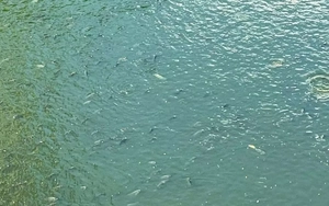 Bắt đầu dẫn nước từ hồ Tây, cá bơi tung tăng trên sông Tô Lịch