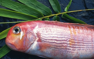 10 loại cá chứa nhiều thủy ngân bậc nhất: Thích đến mấy cũng phải dè chừng