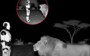 Video sư tử run sợ trước robot AI hút hơn 30.000 lượt quan tâm: Chuyên gia vào cuộc hé lộ sự thật