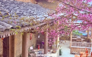 Tớ Dày là hoa gì mà du khách nô nức đến Lô Lô Chải check-in?