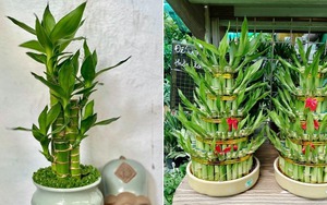 8 loài cây là "thần giữ của": Đặt trên bàn thờ, gia chủ làm ăn thuận lợi, tiền bạc dễ tụ