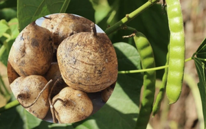 6 người nhập viện sau khi ăn hạt củ đậu: Thứ độc chất nguy hiểm ít ai biết dù đã được WHO cảnh báo