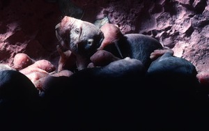 Loài động vật có vú gần như máu lạnh duy nhất còn sống khiến giới khoa học bối rối vì quá khác thường