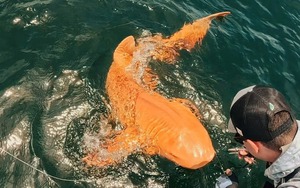 Cá mập vàng rực ngoài khơi Costa Rica khiến giới khoa học kinh ngạc về đột biến sắc tố hiếm gặp