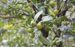 Cây dại mọc hoang trên đỉnh Mẫu Sơn nay trở thành "báu vật" giúp nhiều người thoát nghèo