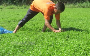 Nông dân Vĩnh Long "liều" trồng loại rau Nhật: Bỏ túi hơn 15 triệu đồng mỗi tháng