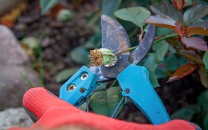 4 loại cây cần cắt tỉa vào tháng 1