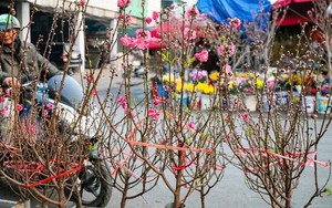 Đào, quất xuống phố, tiểu thương 'hốt bạc' ngay đầu vụ Tết