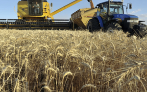 Hơn 700 nghìn tấn hàng từ Ukraine đổ bộ Việt Nam trong năm 2025, là mặt hàng nước ta gần như không trồng được