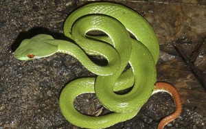 3 thứ dụ rắn vào nhà, 4 thứ rắn sợ “hồn lìa khỏi xác”