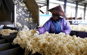 Hàng chục nghìn tấn 'vàng trắng' của Việt Nam ồ ạt đổ bộ quốc gia láng giềng: 1/3 thế giới ưa chuộng, diện tích trồng hơn 900.000 ha