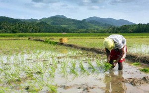 Việt Nam đón tin vui từ nhà nhập khẩu gạo lớn nhất thế giới