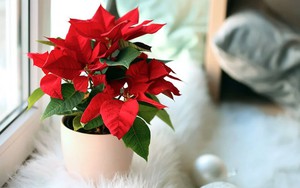 Loại cây người Việt thích chưng Tết nhưng ẩn chứa “bí mật” ít ai biết