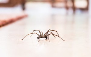 Lý do chuột, nhện, gián “tổng tấn công” nhà bạn mùa đông và cách ngăn chúng lại