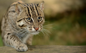 Bắt được "báu vật sống" đang có nguy cơ tuyệt chủng, người dân Tân Bình làm điều đặc biệt