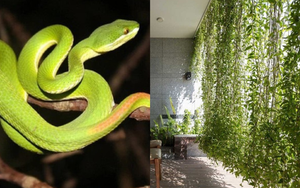 6 cây dụ rắn vào nhà