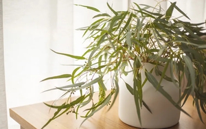 Muốn nhà lúc nào cũng thơm ngát, hãy trồng ngay 7 loại cây này