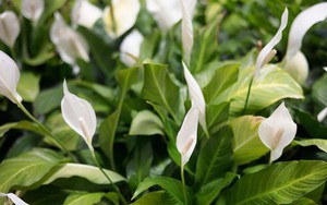 3 vị trí tốt nhất trong nhà để đặt cây lan ý vào năm 2026