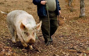 Được người Pháp gọi là "kim cương nhà bếp", nhưng vì sao ở Trung Quốc, nấm cục lại là "nấm lợn ủi", món khoái khẩu của lợn nái?