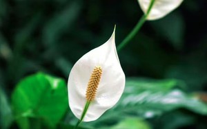 Cây lan ý "rất cần" hành động này, làm đúng thì cây ra hoa suốt mùa xuân