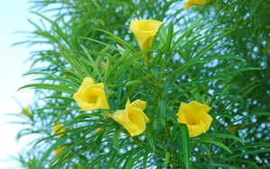 3 loại cây dù thích tới đâu cũng không nên trồng trong vườn nhà vào năm 2026