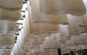 'Vàng trắng' của Việt Nam đắt hàng tại Đông Nam Á: diện tích trồng hơn 900.000 ha, nước ta là ông lớn top 5 thế giới