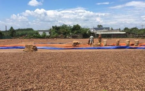 Hàng trăm nghìn tấn hàng từ châu Phi vừa đổ bộ Việt Nam: Nước ta chi hơn 4 tỷ USD mua hàng, là 'bảo bối' giúp Việt Nam xuất khẩu bằng cả thế giới cộng lại