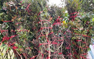 Không phải lan, đây mới là loại hoa được giới nhà giàu chuộng mua chơi Tết: Giá vài triệu tính theo cành