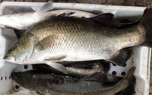 3 loại cá âm thầm nuôi trí não: Chợ Việt bán đầy nhưng chỉ dân sành mới biết để mua