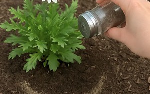 Rắc thứ này ra vườn, sâu hại không dám bén mảng, cây cối xanh tươi bất ngờ