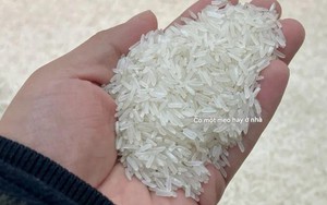 Ăn cơm suốt 30 năm, tôi biết 4 mẹo phân biệt gạo cũ - gạo mới: Gian thương không còn cửa lừa