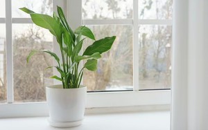 Cây lan ý sẽ luôn nở hoa vào mùa hè nếu bạn làm đúng và đủ 5 điều này