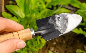 Tự chế dung dịch chống nấm tuyệt vời cho cây trồng trong vườn bằng 1 nguyên liệu có sẵn trong bếp